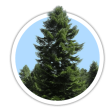 Ялиця біла / Abies alba