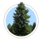 Ялиця біла / Abies alba Ялиця біла / Abies alba