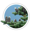 Ялиця бальзамічна / Abies balsamea