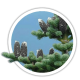 Ялиця бальзамічна / Abies balsamea Ялиця бальзамічна / Abies balsamea