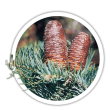 Ялиця одноколірна / Abies concolor