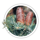 Ялиця одноколірна / Abies concolor Ялиця одноколірна / Abies concolor