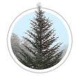 Ялиця Фразера / Abies fraseri
