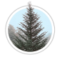 Ялиця Фразера / Abies fraseri Ялиця Фразера / Abies fraseri