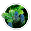 Ялиця корейська / Abies koreana