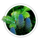 Ялиця корейська / Abies koreana Ялиця корейська / Abies koreana