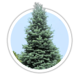 Ялиця гірська / Abies lasiocarpa