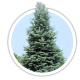 Ялиця гірська / Abies lasiocarpa Ялиця гірська / Abies lasiocarpa