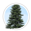 Ялиця кавказька / Abies nordmanniana