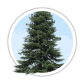 Ялиця кавказька / Abies nordmanniana Ялиця кавказька / Abies nordmanniana