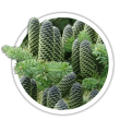 Ялиця Abies