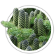 Ялиця Abies Ялиця Abies
