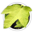 Клен псевдоплатановий / Acer pseudoplatanus