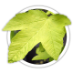 Клен псевдоплатановий / Acer pseudoplatanus Клен псевдоплатановий / Acer pseudoplatanus