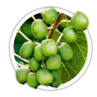 Актинідія / Actinidia