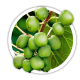 Актинідія / Actinidia Актинідія / Actinidia