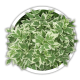Снить Aegopodium