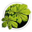 Каштан Aesculus