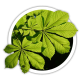 Каштан Aesculus