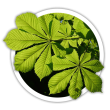 Каштан Aesculus