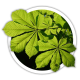 Каштан Aesculus