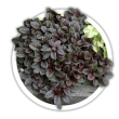 Живучка  Ajuga