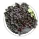 Живучка Ajuga Живучка Ajuga