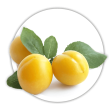 Алича Prunus domestica