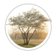 Ірга Amelanchier