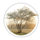 Ірга Amelanchier Ірга Amelanchier