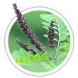 Аморфа Amorpha fruticosa