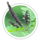 Аморфа Amorpha fruticosa Аморфа Amorpha fruticosa