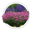 Армерія  Armeria