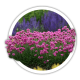 Армерія Armeria