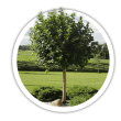 Аронія Aronia