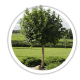 Аронія Aronia Аронія Aronia