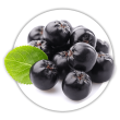 Горобина Аронія Aronia