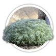 Полин  Artemisia