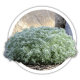 Полин Artemisia