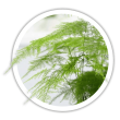 Аспарагус  Asparagus