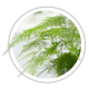 Аспарагус Asparagus