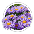 Айстра Aster