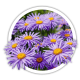 Айстра Aster