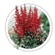 Астильба  Astilbe