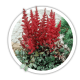 Астильба Astilbe Астильба Astilbe