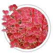 Барбарис Berberis