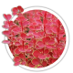 Барбарис Berberis Барбарис Berberis