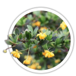 Барбарис самшитолистий / Berberis buxifolia
