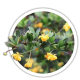 Барбарис самшитолистий / Berberis buxifolia Барбарис самшитолистий / Berberis buxifolia