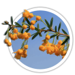 Барбарис юліана / Berberis julianae